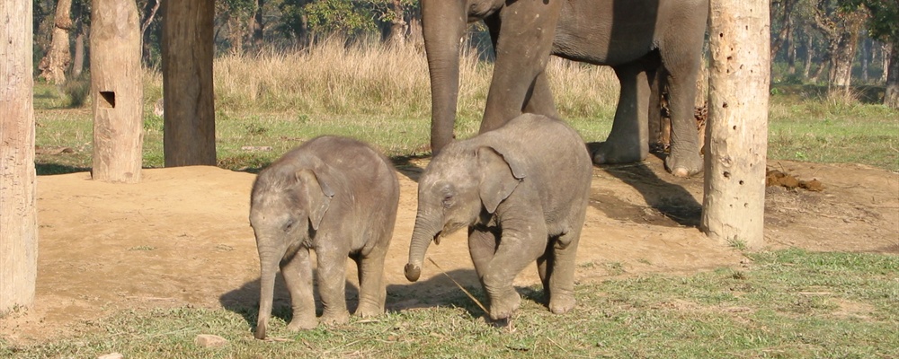 Royal Chitwan National Park